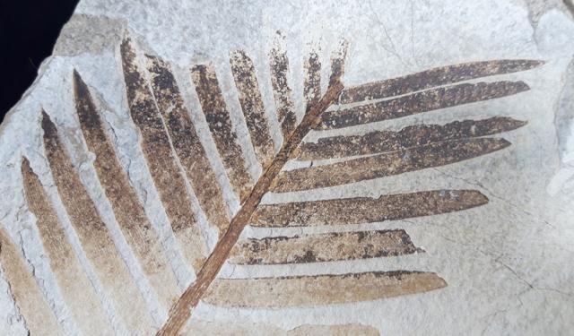 Zamites feneonis BRONGNIART - Bild &copy; FossNet FossilienStore